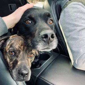 Ashylnn Coonrod's dogs