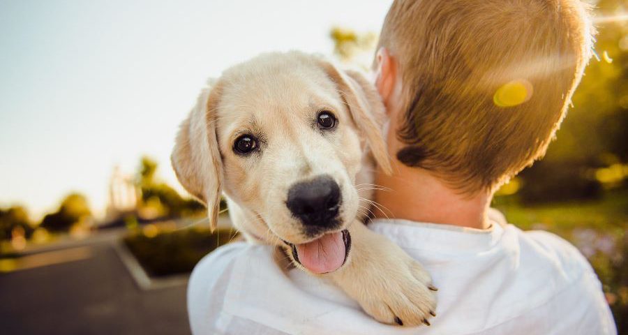 Man holding a golden labrador retriever.