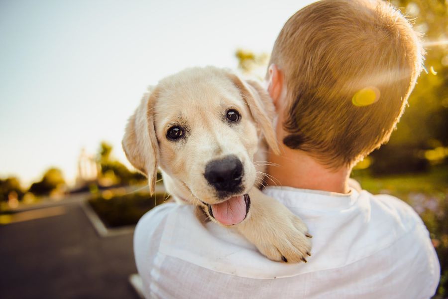 Man holding a golden labrador retriever.